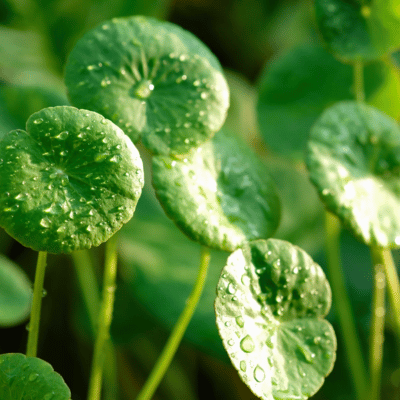 Extracto de Centella Asiática